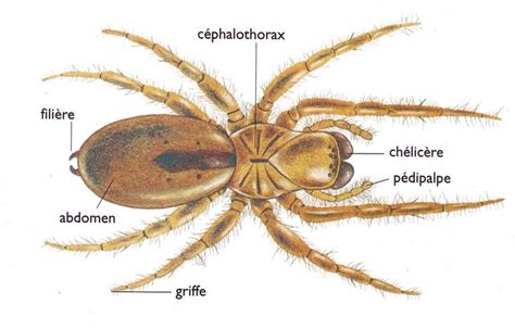 Araignée Animaux Anatomie