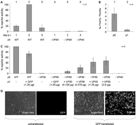 Ivlp Assay With Naı ̈ve Veroe6 Target Cells A Time Course Of Download Scientific Diagram