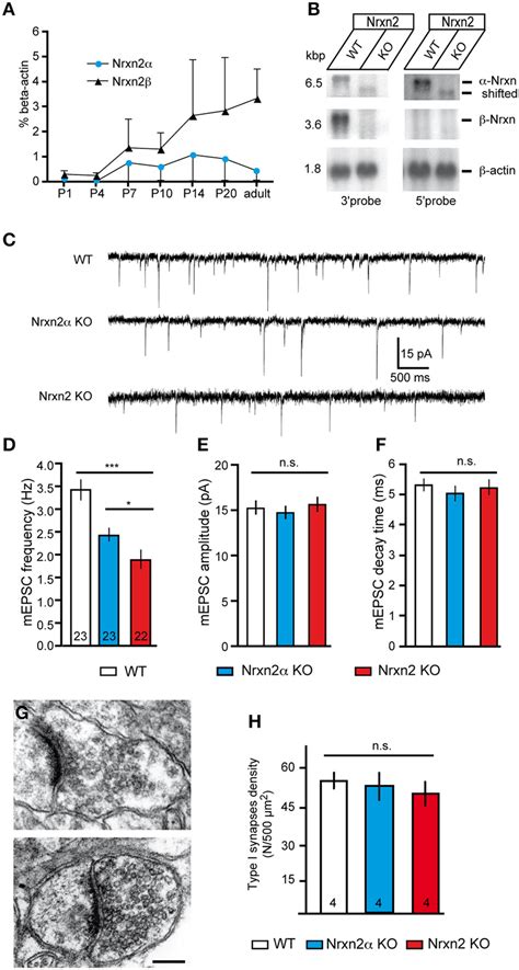 Genetic Targeting Of NRXN2 In Mice Alters Excitatory Neurotransmitter