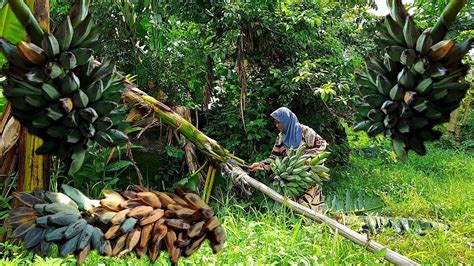 Panen Pisang Banana Dikukus Dan Digoreng Buat Camilan Nonton Drakor