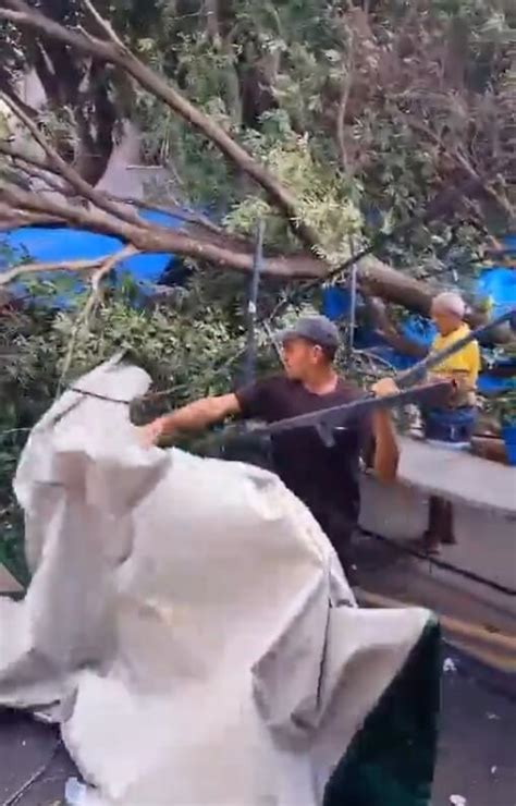 Árvore tomba em cima de barracas na feira da Aparecida em Manaus