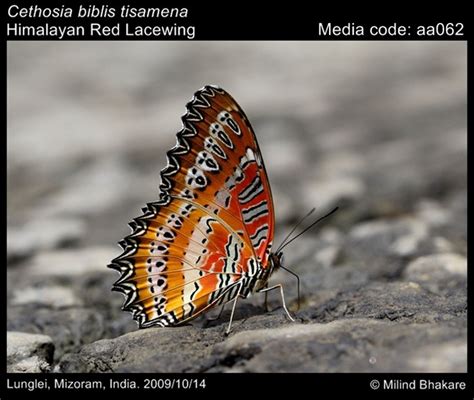 Cethosia Biblis Butterfly