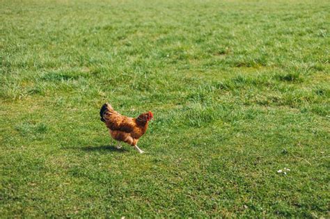 Free Range Chicken On A Lawn Pecking The Ground Outside A Farm Golden