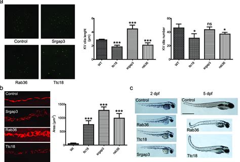 Validation By Zebrafish Phenotype A Cilia Length And Number In