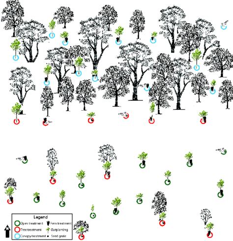 Schematic Of Plot Design With Circles Indicating The 36 Planting