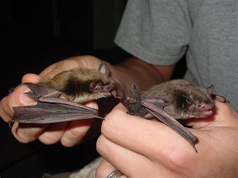 Innovative Partnership Helping To Protect Endangered Bats Williams