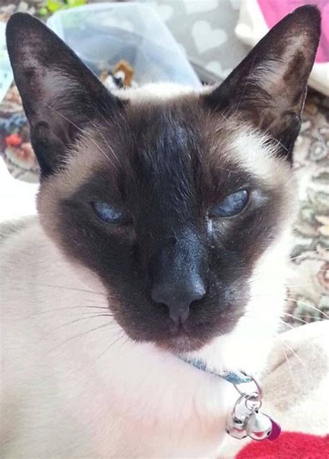 Art And Photos Of The Siamese Cat Siamese Orientals Cats Cat Breeds