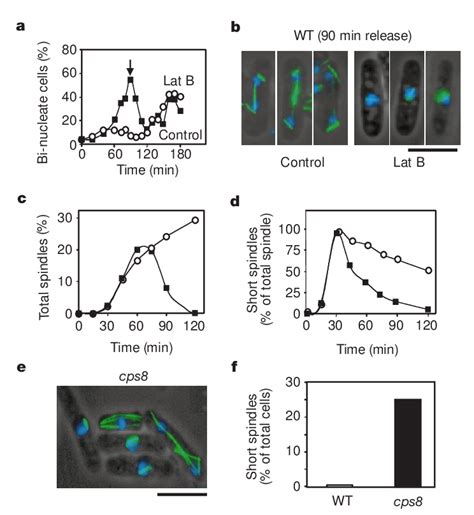 Latrunculin B Induces A Mitotic Delay A Nuclear Division In