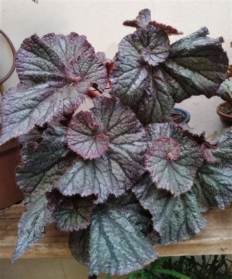 begonia "Silver Curl" | Бегония, Домашнее озеленение, Комнатные цветы