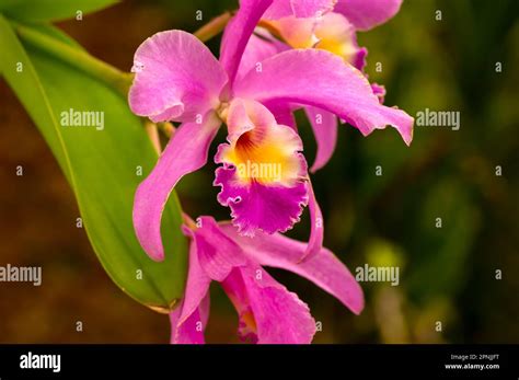 Purple Cattleya Labiata Orchid Flower Known As The Crimson Cattleya Or