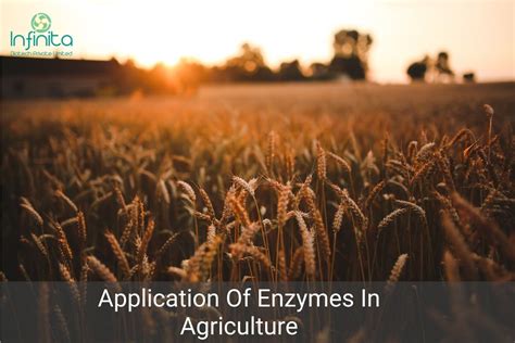 Best Enzymes For Agriculture Infinita Biotech