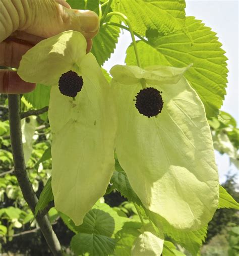 Handkerchief Tree Tree Guide Uk Handkerchief Tree Identification