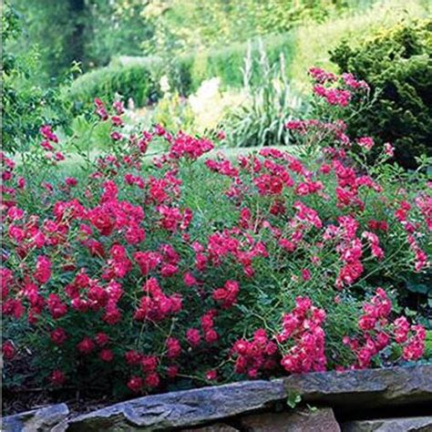 Rose Drift Red Ground Cover Rose - Sugar Creek Gardens