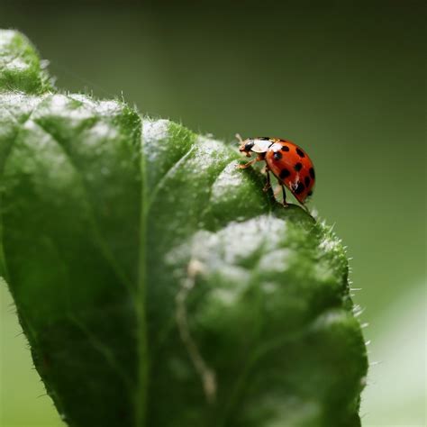 Mariquita Insecto Escarabajo Foto Gratis En Pixabay Pixabay