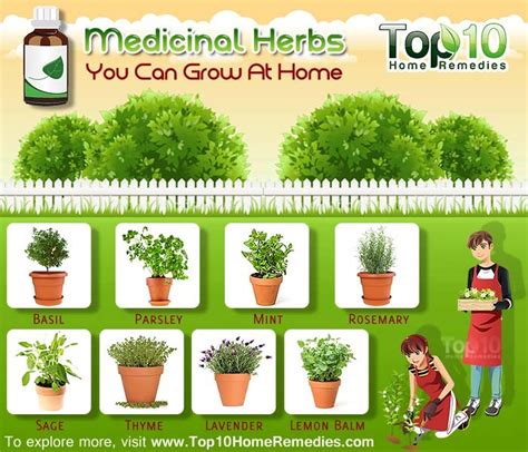 Healthy Living Medicinal Herbs You Can Grow At Home