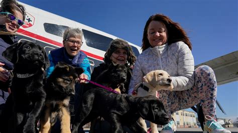 Puppies Trained to Guide the Blind