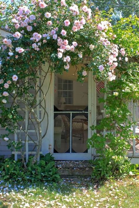 Climbing Roses In Front Of The House In 2020 Garden Vines English