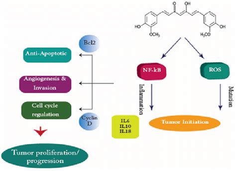 Molecular Pathway Of Curcumin Curcumin Suppresses The Activation Of