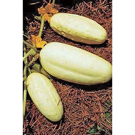 Cucumber White Wonder Great Heirloom Vegetable 30 Seeds