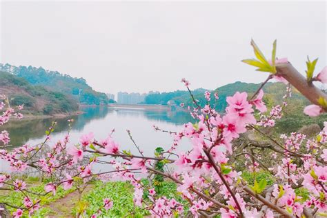 【3月17日龙泉登山】龙泉山小环线穿越 钟家山步道至百工堰，欣赏李子花桃花花蕾！ 小慢村 小世界，让个体更有意义，慢时间，让时间更有价值！