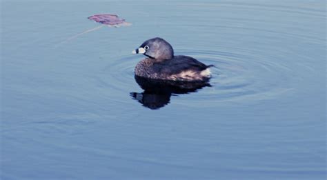 Northland Nature Otter Families On The Move Duluth News Tribune