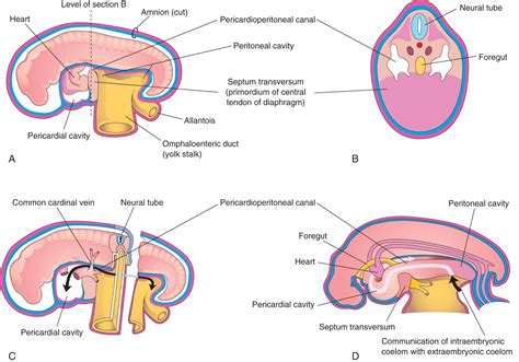 Body Cavities Mesenteries And Diaphragm Clinical Tree