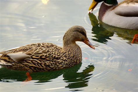 Victoria Daily Photo Mallard Ducks Anas Platyrhynchos