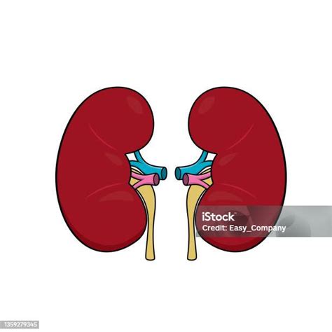내부 장기 신장 의 사진과 함께 어린이 활동 색칠 공부 책 페이지의 색상 벡터 그림 콩팥위샘에 대한 스톡 벡터 아트 및 기타