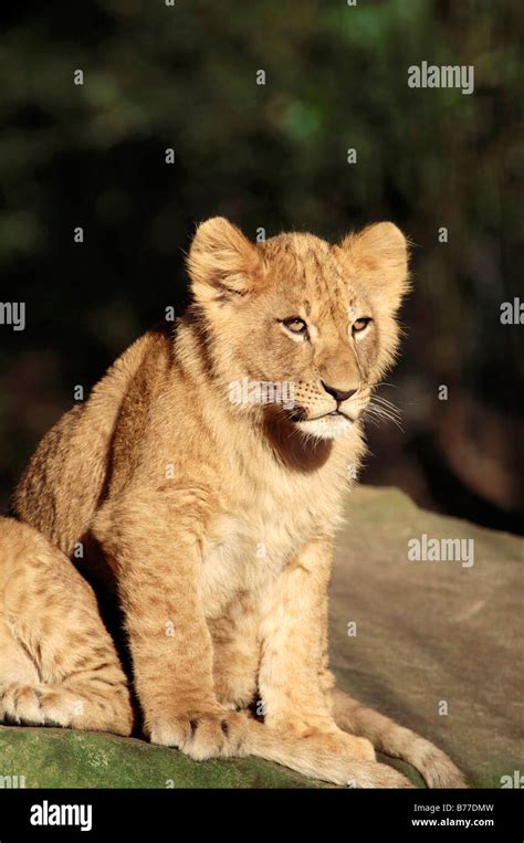 Lion Panthera Leo Cub Stock Photo Alamy