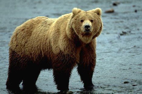 Grizzly Bear | Animal Wildlife