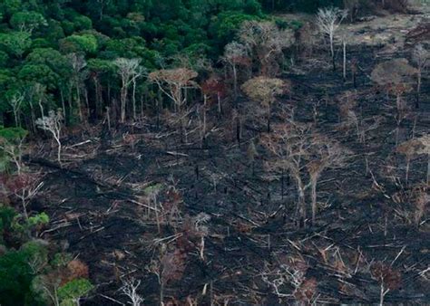 Deforestaci N En La Amazonia Brasile A Alcanza Cifra R Cord Tn Tv