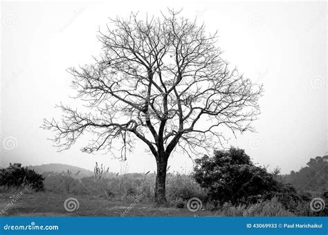 Leafless Branches Tree Black and White Stock Image - Image of tree ...