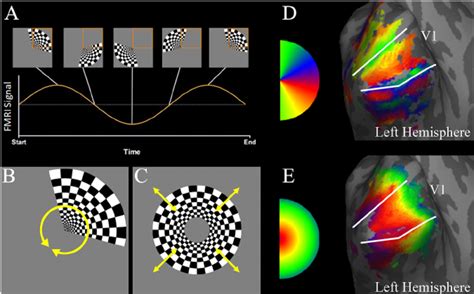 Retinotopic Mapping Of Human Visual Areas Using The Phase Encoding