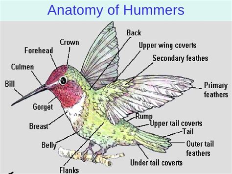 Hummingbird