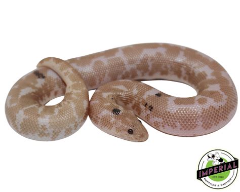 Paradox Snow Kenyan Sand Boa For Sale Imperial Reptiles Imperial