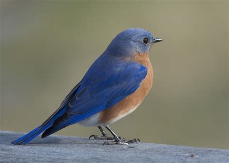 Male Eastern Bluebird - Pentax User Photo Gallery