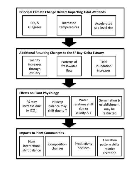 Cascading effects of global climate change processes on tidal wetlands ...