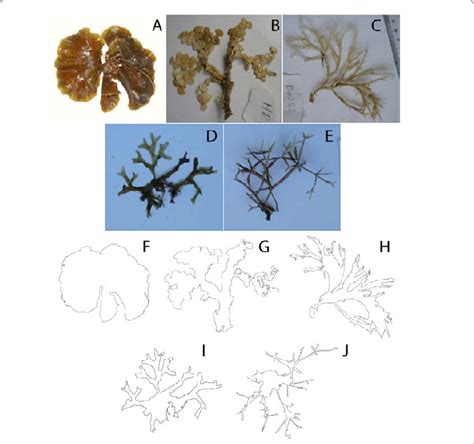 The Morphology Of The Five Species Of Macroalgae A E Photographs