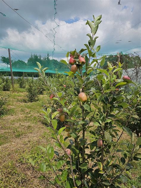 The Use Of Wambugu Apples In Biotechnological Research Wambugu Apples