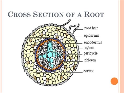 Ppt Plants Roots Stems Leaves Seeds And Flowers Powerpoint