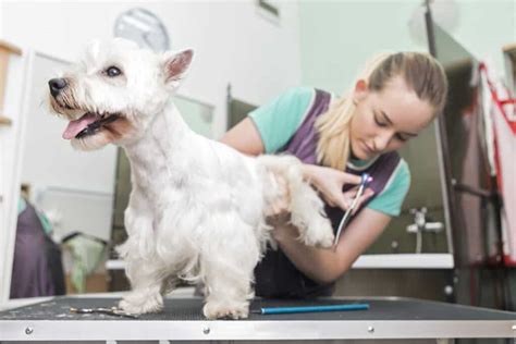 How to Groom Your Westie Like a Pro!