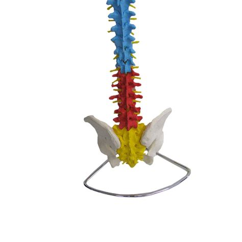 Columna Vertebral Con Pelvis Flexible Mediprem A Solamente 150 25