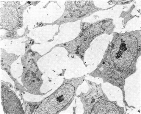 Figure From Ultrastructure Of The Blood Vessels In The Chick