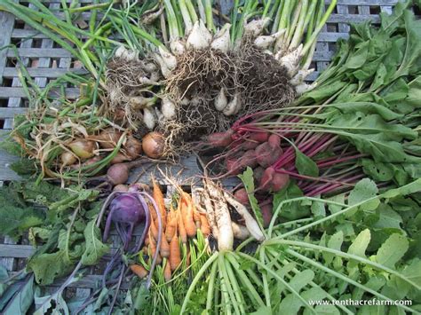 Root Crops: The Original Two for One Deal | Tenth Acre Farm