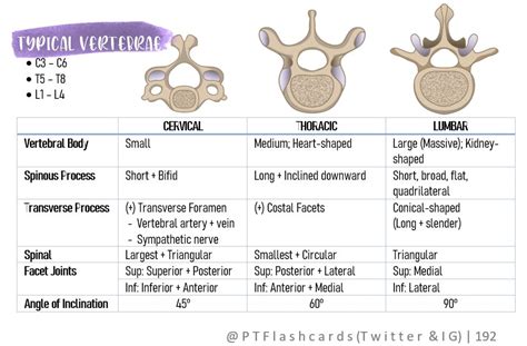 Atypical Cervical Vertebrae