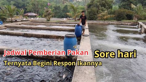 Budidaya Ikan Mas Dan Nila Di Kolam Air Deras Bogor Jadwal Pemberian Pakan Sore Hari Youtube