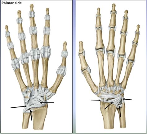 Identify Wrist Ligaments Diagram Quizlet