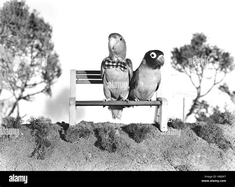 Bill And Coo 1948 Stock Photo Alamy