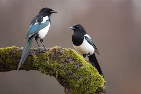 Magpie Bird Facts Pica Pica