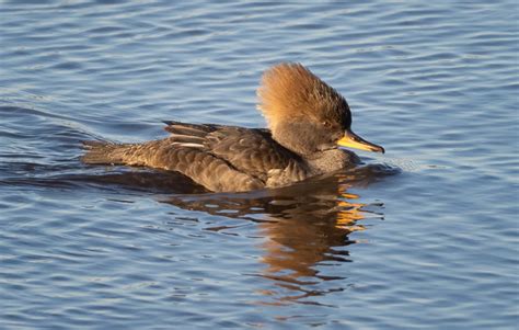 Blackwater NWR – A Great Spot for Bird and Wildlife Photographers ...